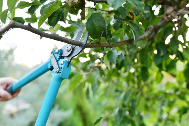 Best Tree Cutting Near Me  in Canby, MN